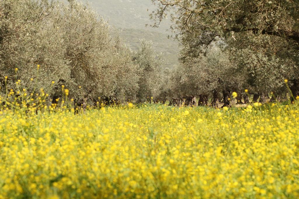 Kibbutz Moran Digital Nomads Village-Adults Only Экстерьер фото