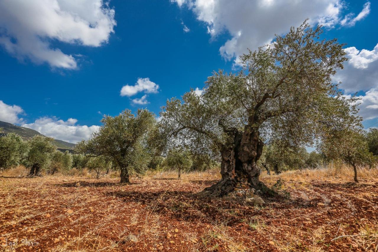 Kibbutz Moran Digital Nomads Village-Adults Only Экстерьер фото